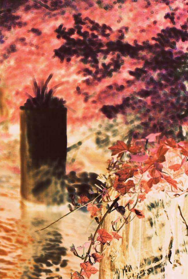 "Shoreside Ivy" Surreal Photo Print