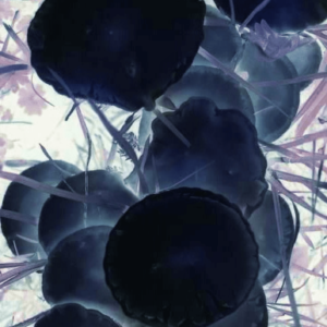 "Shroomies" Print (Voyage of Vegetables)