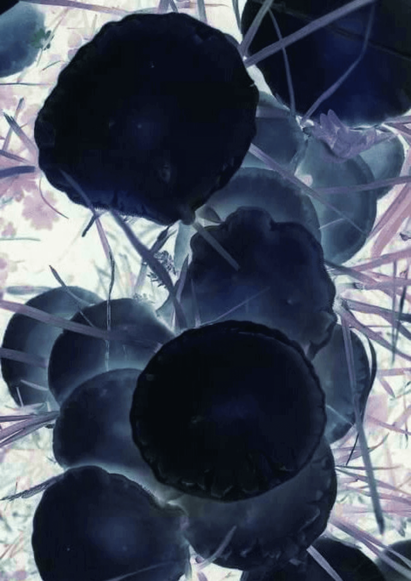 "Shroomies" Print (Voyage of Vegetables)