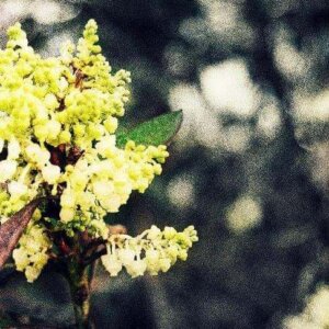 Sorrowful "White Noise" Photo Print