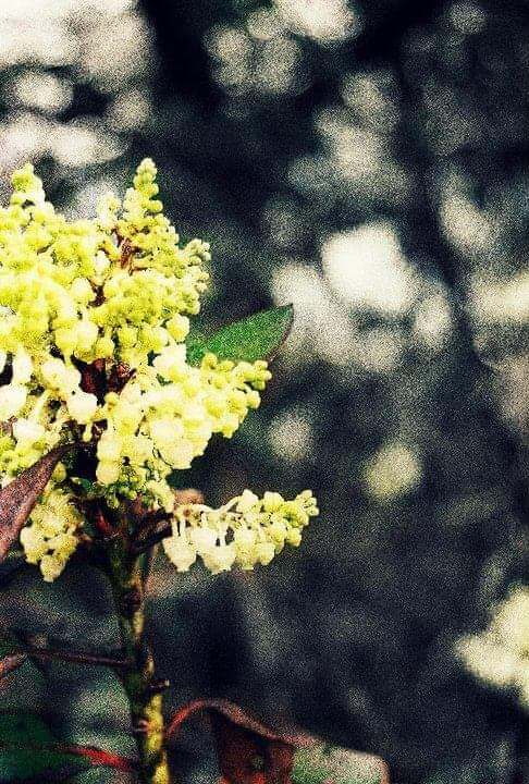 Sorrowful "White Noise" Photo Print